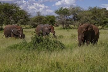 &nbsp; / Национальный парк Серенгети,Танзания