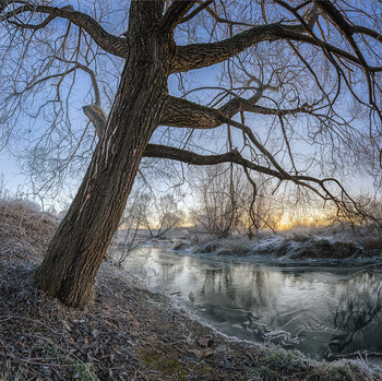 Старое дерево на берегу реки / Панорама