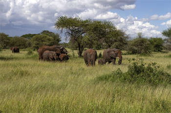 &nbsp; / Национальный парк Серенгети,Танзания
