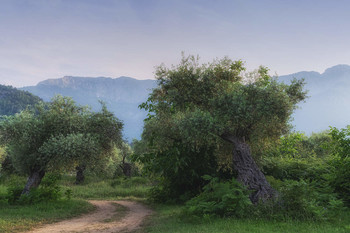 Вечер в оливковой роще / Тасос