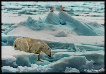 *В ожидании. Медведь ждёт тюленя, чайки ждут объедки.** / У кромки вечных льдов. Северный ледовитый океан.