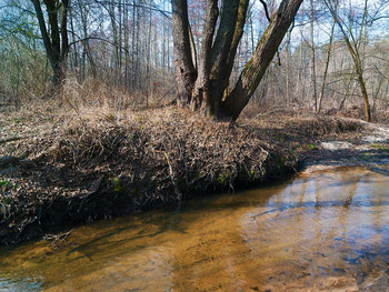 Берег лесной речки / Полесье,маленькая Лесная речка в конце февраля