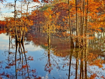 кипарисы / болотные кипарисы на реке в Луизиане, США