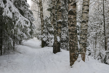 В Кировском дендропарке. / Конец февраля, после снегопада все вокруг украшено снегом