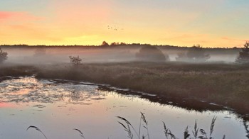 После заката опустился туман / После заката опустился туман, утки еще не угомонились и летят на ночлег.
