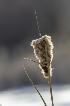 Winter Cattail / Winter really changes the way things look this cattail is no different