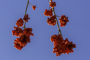 &nbsp; / These red berries on the branch in the middle of winter still looked great