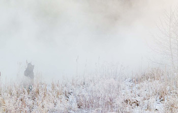Ловец туманного рассвета / Фотограф Mosquito
