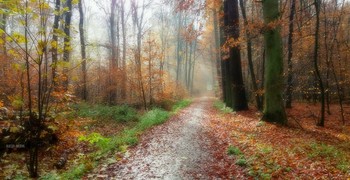 Сонный лес.. / Под мягким белы одеялом
Свою скрывая наготу
Осенний лес стоит устало
Под ноги сбросив красоту..
( Б.Задорожный. )