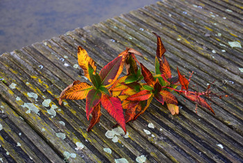 &nbsp; / Dieser Zweig hatte alle schönen Herbstfarben in sich und der Hintergrund passte genau in meine Komposition