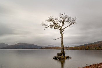 &nbsp; / Looking out over the east side of Loch Lomond, Scotland, at the lonesome tree.