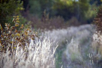 / Forest