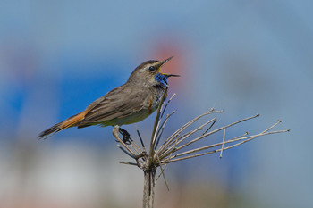 Певец весны / Варакушка ( самец ). Россия. Тульская область. Ленинский район. Архангельское.