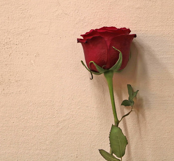 С праздником! / ***