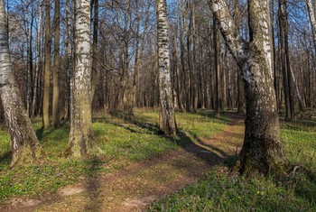 Весенний лес / Татарстан,пригород Казани