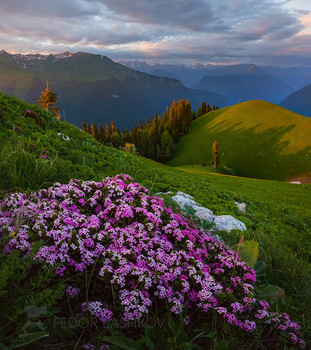 Цветущий праздник гор! / Цветёт ясменник альпийский - Asperula alpina М.Bieb. Семейство Мареновые. По латинский «асперула», переводится «душистый». 
В начале лета расцветают альпийские луга! Моё любимое время в горах. Море разноцветных цветов на крутых склонах. Воздух наполнен ароматами весны. Прохладная свежесть от заснеженных вершин. 
Абхазия. Западный Кавказ. 
Приглашаю в путешествие, в период цветения альпийских лугов (июнь-июль), в индивидуальный фототур «Сказочная Абхазия»! Подробности здесь: https://www.facebook.com/notes/фотохудожник-фёдор-лашков/индивидуальный-фототур-сказочная-абхазия/2023008444625455/ (фейсбук) и https://vk.com/topic-69994899_38364547 (контакт).