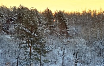 Зимняя природа / Зимняя природа