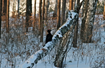 Желна / Большой черный дятел, или желна (лат. Dryocopus martius)
Красноярск, Академгородок.