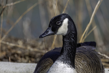 &nbsp; / This portrait of a Canadian Goose is up close and personal