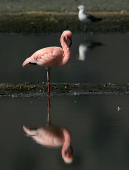 ФЛАМИНГО / Кения. Озеро Наееуру. Фламинго