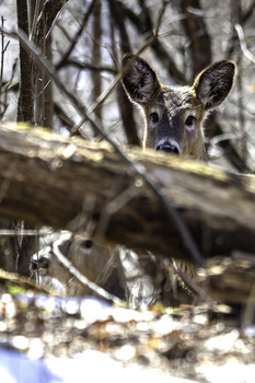 &nbsp; / There are two deer behind this log, both keeping their eyes on me