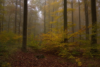 Про осень... / Осенний лесной пейзаж . Этюд.