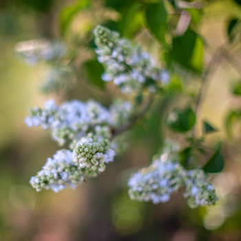 &nbsp; / lilac flowers