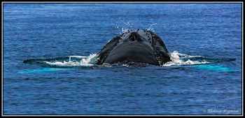 ЛИЦОМ К ЛИЦУ / Голубой греландскийкит. У берегов архипелага Шпицберген