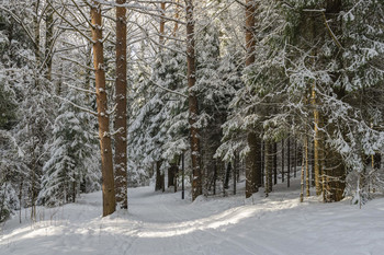 В зимнем лесу / Прогулка по заснеженному лесу в конце февраля