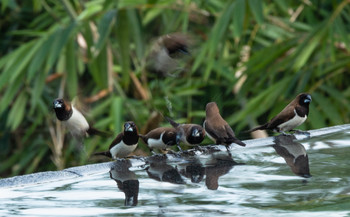 Яванская амадина / На отдыхе привлекли внимание птицы, размером с воробья. Постоянно прилетающие попить из бассейна, почистить перышки, посудачить :).