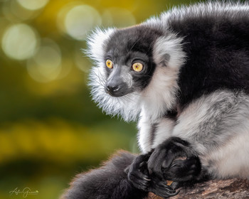 &nbsp; / Varecia variegata 
Der Schwarzweiße Vari ist ein Vertreter der Lemuren, welche ausschließlich auf Madagaskar vorkommen.