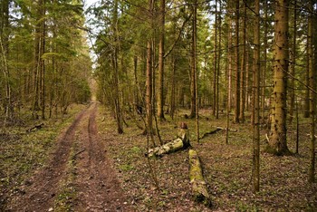 Дорога через мартовский лес ... / &quot;Весенний лес звучит , как блюз,
 Неслышно ветками играя.
 Оставь своих сомнений груз,
 Мотивы ветра принимая ...&quot;