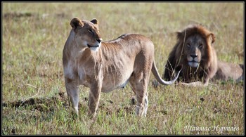 СЕРИЯ ПРО ЛЮБОВЬ ИЗБРАННИЦА / Кения Масаи Мара