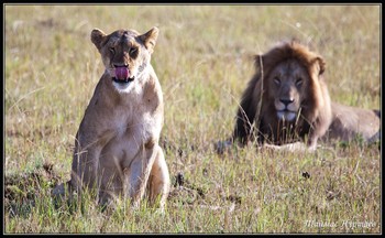 САРИЯ ПРО ДЮБОВЬ ПРЕДВКУШЕНИЕ ДЕЙСТВИЯ / Кения Масаи Мара