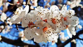 Весенняя красота / Цветет абрикос