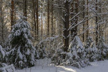 В утреннем солнце / Прогулка по лесу в утренние часы. В ветвях деревьев запутались лучи солнца.