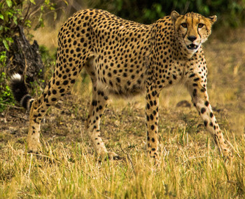 ГЕПАРД, САМЫЙ БЫСРЫЙ ВМИРЕ / Кения. Национальный парк Масаи Мара.