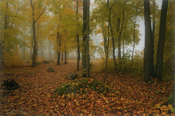 Лесными тропами / ***