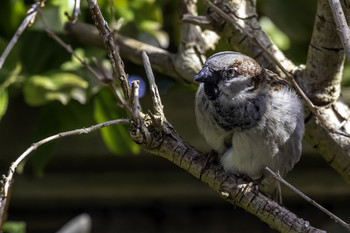  / This sparrow in a bush in my garden sure looks pretty