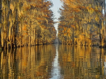 кипарисы. закат. Луизиана / болотные кипарисы на озерах и болотах южных штатов США.