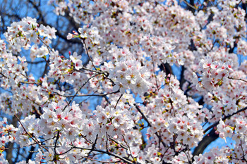 Буйная весна / сакура
