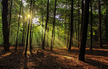 &nbsp; / Утреннее солнце в лесу