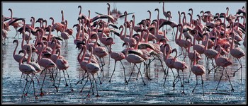 ОЗЕРО НАККУРУ ФЛАМИНГО / Кенияю Озеро Наккуру. Фламинго