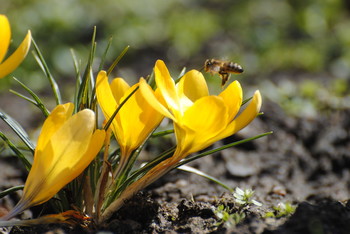 Весна шагает! / ***