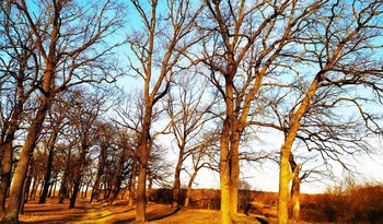 Деревья-в переплетении ветвей / Деревья-в переплетении ветвей