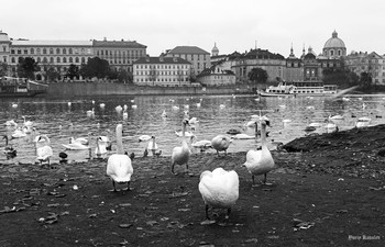 Гуси-лебеди / Прага Чехия