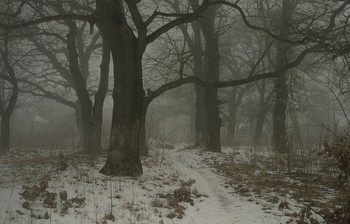 Туманное утро / Ставропольская зима