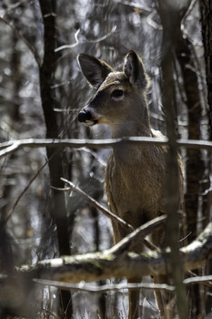   / This yearling deer was keeping its eyes on mom