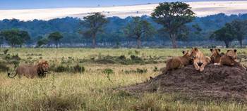 ГАРЕМ (прайд) ПОД НАДЁЖНОЙ ОХРАНОЙ / Кения. Национальный парк Масаи Мара Прайд.