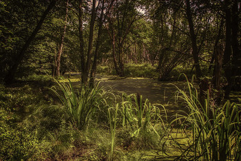 &nbsp; / В гостях у водяного )))))